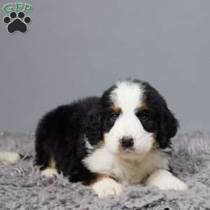 Moses, Bernedoodle Puppy